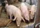 Legea porcului: Se interzice deţinerea scroafelor în gospodărie şi hrănirea porcilor cu resturi alimentare. Amenzi de până la 18.000 de lei 