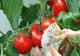 Ministerul Agriculturii și Dezvoltării Rurale simplifică procesul de accesare a ajutoarelor destinate legumicultorilor