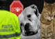 Pedepse mai dure şi amenzi mai mari pentru cei care schingiuiesc sau omoară  animale