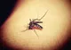 Iași. Primul pacient infectat cu virusul West Nile