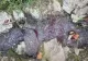 Dezastru ecologic la Bucium, în județul Iași: fose septice vărsate în râu! Localnicii, deranjați de mirosul înțepător - VIDEO