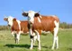 Guvernul a aprobat plafonul de 185,48 milioane euro, care se acordă crescătorilor de animale pentru schemele de sprijin cuplat în sectorul zootehnic