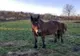 Un hoț de cai din Bârnova și-a petrecut noaptea în arest