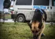 Mobilizare masivă pentru găsirea unui bărbat dispărut în pădure