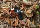 VIPERĂ dintr-o specie rară, fotografiată într-o pădure de la marginea Iașiului - VIDEO