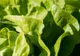 Iată un truc prin care poți scăpa de acnee: salata verde