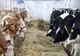 Alertă în Europa! A fost depistată boala vacii nebune, fermierii caută soluții