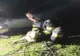Ied, salvat de pompieri! Căzuse într-o fântână
