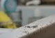 Trucul care te scapă de furnici. Ingredientul din bucătărie de care sigur nu știai