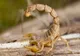 Scorpionul care a speriat o femeie în urmă cu două luni, poate fi vizitat la Stațiunea Agigea