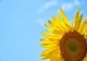 Vremea 7 iunie. Temperaturi CANICULARE, în prima parte a zilei, în majoritatea regiunilor țării