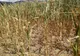 AGRICULTURA AFECTATĂ DE SECETĂ ȘI CANICULĂ
