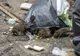COPIL DE 5 ANI, INTERNAT LA SPITALUL DE BOLI INFECŢIOASE DUPĂ CE A FOST MUȘCAT DE ȘOBOLAN