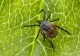 INSECTA MINUSCULĂ CARE A INVADAT EUROPA ȘI FACE RAVAGII