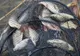 STUDIU. Microplastice în șprot, rapană și midii de pe coasta românească