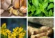 Mirodenii și plante aromatice ideale pentru imunitate. Recomandarea unui renumit fitoterapeut