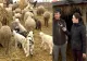 Cât va costa mielul de Paște în 2026. Mărturii de la fermieri - VIDEO
