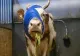 Imagini cu Bumba, prima văcuță din România tratată pentru cancer: o poveste despre curaj, iubire și speranță
