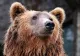 Ministrul interimar al Agriculturii a cerut scoaterea ursului de pe lista speciilor protejate