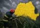 Furtunile pun România în alertă! IGSU le recomandă oamenilor să evite deplasările și activitățile în aer liber